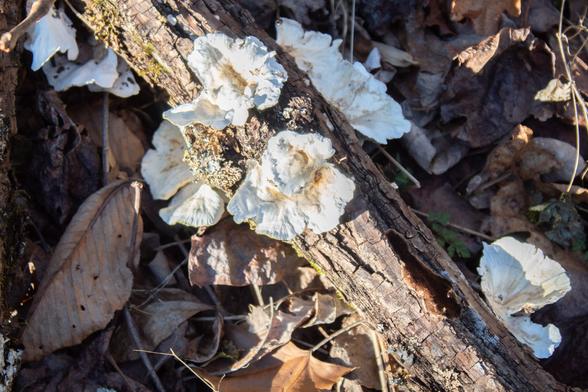 White fungus of some kind growing on a downed log with brown leaves lying underneath the whole thing. The fungus has a kind of brown tint to it but is mostly white  and looks a little like a flower