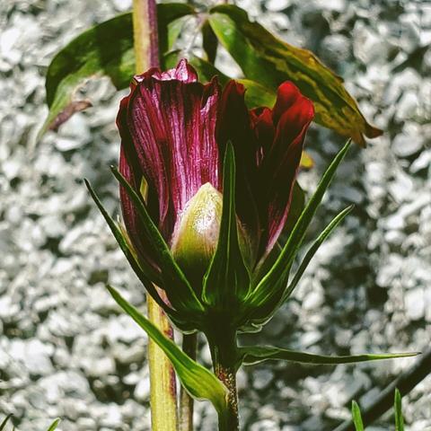 Deep reddish burgundy coloured cosmos flower bud.