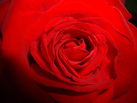Close-up of a vibrant red rose in full bloom.
