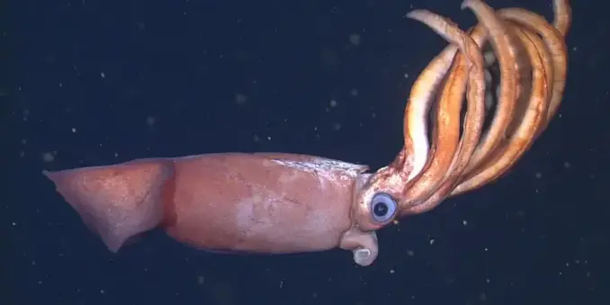 Underwater photo of a squid