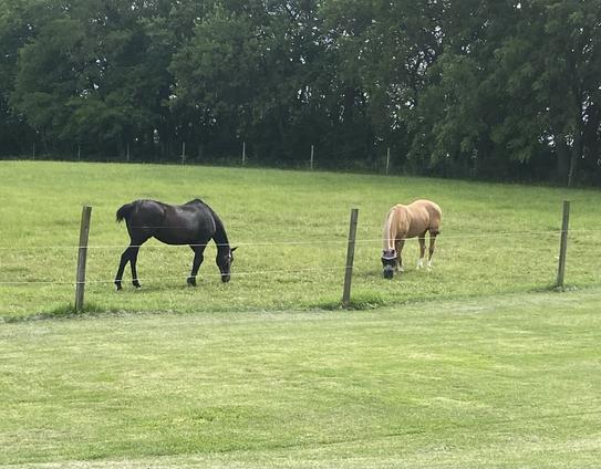 The frenemies dark bay mare and boss mare palomino are peacefully grazing in a field behind a wire fence