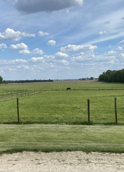 Dark bay mare at the end of the pasture, so far away but she’s calmly grazing