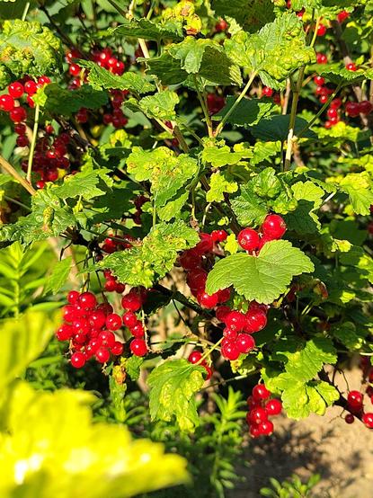 Strauch mit roten Johannisbeeren - dringend Zeit sie zu ernten