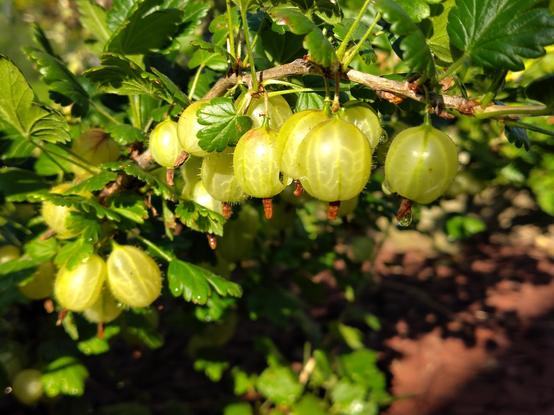 Stachelbeeren am Strauch