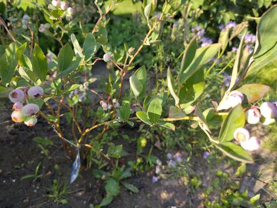 Blaubeeren am Strauch, mit ersten lila Flecken
