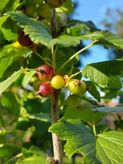 schwarze Johannisbeeren die langsam rot werden