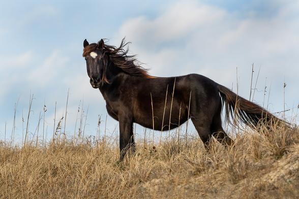 A wild horse on North Carolina's Outer Banks. These descendants of Spanish Mustangs have survived here for over 500 years.
Wildhorsephotographs.com by Fon Denton