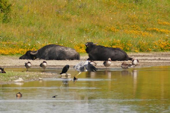 Zwei  schwarze Wasserbüffel mit nach hinten gebogenen Hörnern liegen an einem Wasserloch, an welchem Gänse, Stockenten, ein Kormoran und ein Graureiher stehen.