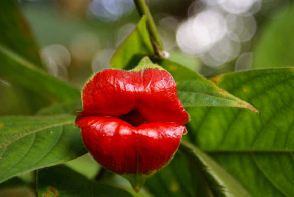 17-fleurs-qui-ressemblent-a-autre-chose-Psychotria-Elata-fleur-aux-levres-pulpeuses-2