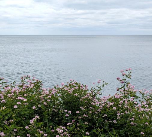 Tangled mounds of pink and white flowers grow in whorled clusters atop delicate, fernlike foliage. Beyond, the grey, gently rippling waters of a lake meet the horizon under a cloudy sky.
