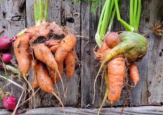 Two fist-sized contorted clumps of orange and green stuff trying valiantly to be carrots. The one on the left is wider than it is tall, with seven or eight twisted 'legs'. The one on the right is actually two carrots, each with multiple legs, so intertwined they look like they're trying to strangle each other.