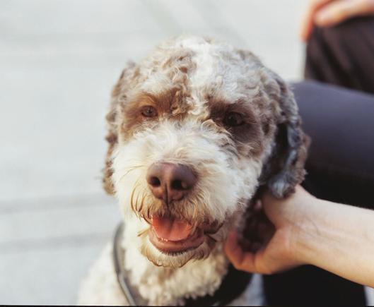 Ein kortklipt, krøllete hund sit og ser inn i kameraet.