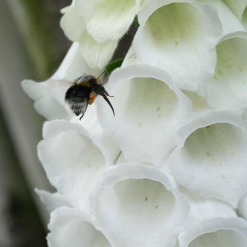 Buzzing bee in flight near a white foxglove flower, captured with a detailed view of the bee and the flower's petals.