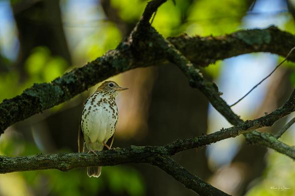 Wood Thrush (Hylocichla mustelina)