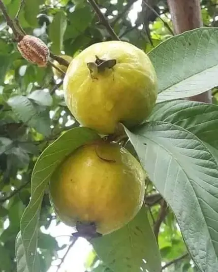 guava