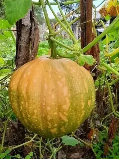 pumpkin