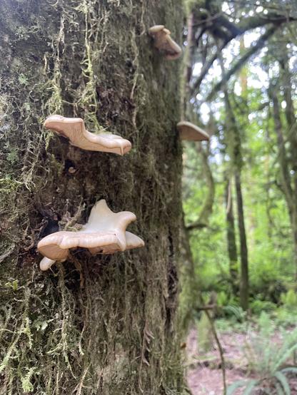A couple of wood ear (?) mushrooms growing on a mossy tree.