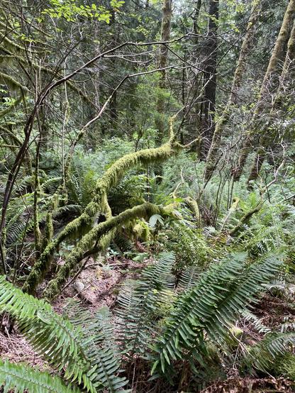 Some hella mossy sticks among ferns.
