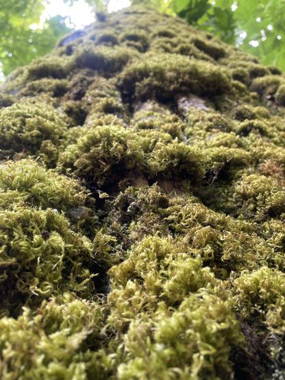 An extremely mossy tree, in a close-up.