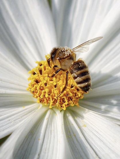 A bee on a white flower with a yellow center.
