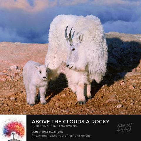 Above the Clouds A Rocky Mountain Goats Journey https://fineartamerica.com/featured/above-the-clouds-a-rocky-mountain-goats-journey-olena-art-by-lena-owens.html?newartwork=true 
“On a rocky ledge, Against the sky, they allege, Life on the edge.” Mother and kid Rocky Mountain goats on a high-altitude rocky outcrop, Colorado wildlife photography. Experience the serene beauty of Colorado’s Rocky Mountains through this captivating wildlife photograph. A mother Rocky Mountain goat and her kid, in their natural habitat, stand majestically on a rocky outcrop, high above the clouds. This intimate moment, captured with a Nikon Z7 and Nikon D850, showcases the maternal bond in the wild and the stunning landscape of Colorado’s peaks.
