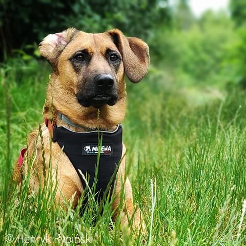 Portrait of a dog