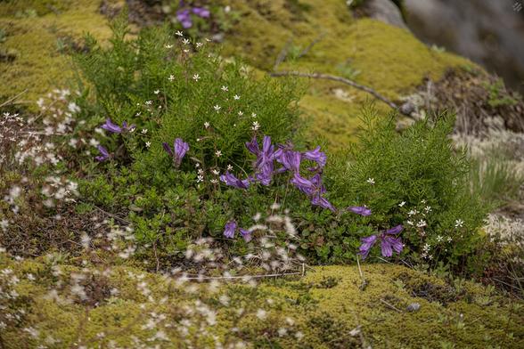 We're looking at the edge of a sharp drop-off (if you could see further you'd be looking at the water boiling through the chute at the base of the falls). The ground is carpeted in thick moss, several species. There are clumps of fresh green leaves (the ferns and kinnikinnick), purple flowers (the penstemon), and tiny white flowers (the saxifrage). It was cloudy that day so the light is a bit cool.