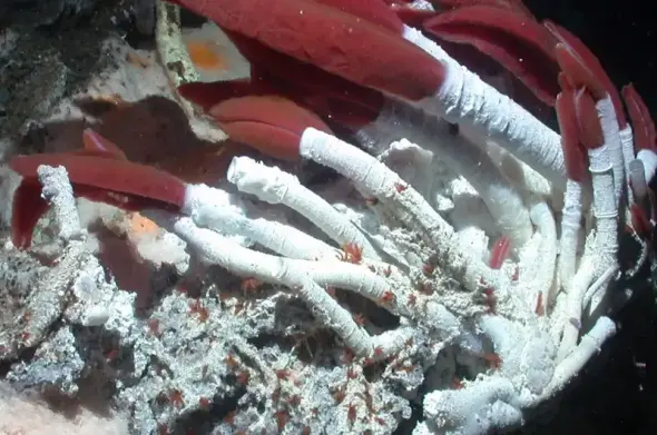 Underwater photo of deep sea worms
