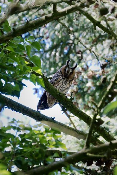 Long-Eared Owl