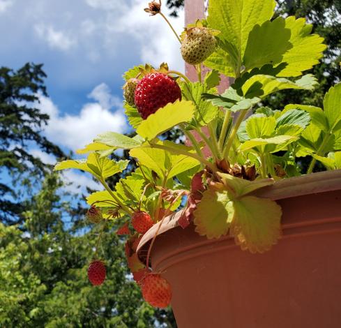 Strawberries, growing from a pot on our balcony deck.