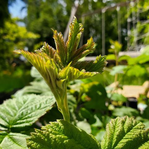 Loganberry plant foliage. New foliage is unfurling.