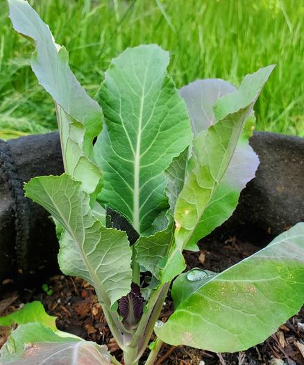 A purple broccoli plant in felt pot.