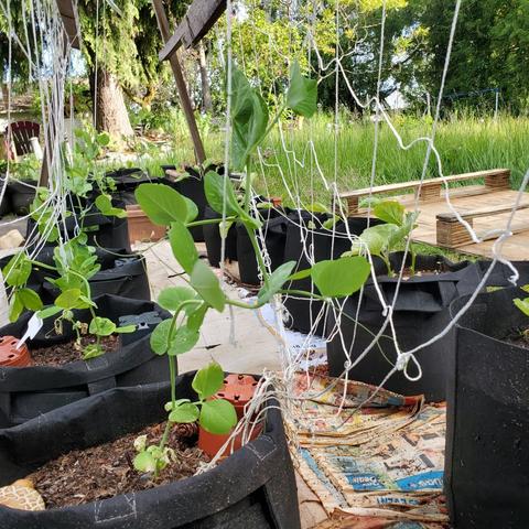 Oregon snow peas, transplanted into fabric pots. There's trellis strings hanging off my A-frame. There are cucumber plants on the right.