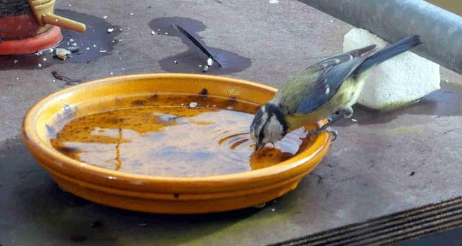La scène se déroule sur un plateau disposé au bord d'une rembarde de terrasse. Le plateau est presque sec après le passage de quelques ondées. Une mésange bleue boit dans une coupelle de pot de fleur remplie d'un fond d'eau. Ses griffes pinçant le rebord, elle est penchée en avant, son bec trempant dans l'eau. Quelques ondes concentriques se devinent à la surface. Les plumes de sa tête semblent un peu mouillée.