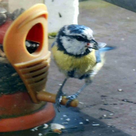 La scène montre la partie d'une mangeoire où les oiseaux se servent de graines. Ils se posent sur un petit perchoir afin de glisser leur tête dans le trou adjacent où ils trouvent les graines de petit tournesol. Une mésange y est installée, la tête déjà tournée à l'opposé du trou, une graine pincée au bout du bec, s'apprêtant à prendre son envol. À moins que, ses ailes n'étant pas encore déployées, elle ne commence par quelques sauts ?
