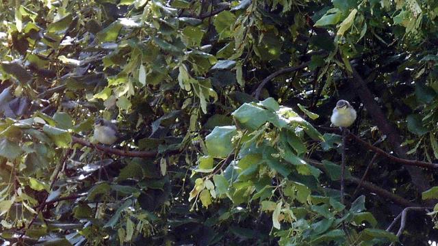 Dans un feuillage de tilleul, parsemé de ses fleurs, se distinguent deux oisillons dans la boule de leur duvet abdominal. Portant déjà la casquette bleue, et leurs yeux étant barrés de noir sur le masque blanc de leur face, ils sont tout à fait identifiables à de jeunes mésanges bleues.