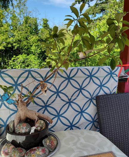Ficus ginseng bonsai tree. With faux blue butterfly & spotted sparrow clipped on branches. Floral decoupaged rocks are at base of plant, with a tiny white dog figurine & more floral rocks are on plant plate, below.