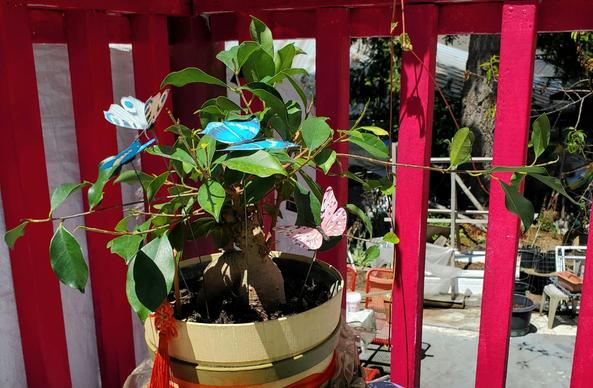 Another, leafier ficus ginseng bonsai tree, in pot. There's several faux butterfly decorations on wire sticks, in same pot. There's red chiffon ribbon on pot. There's lucky red Chinese knotted tassel decoration, hanging off a lower branch.