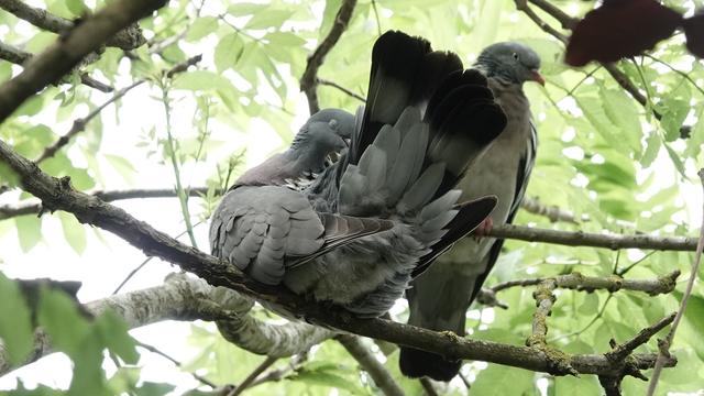 Two wood pigeons beside each other on a branch among a leafy tree. The bird on the left has its butt towards us and tail raised, as it preens.