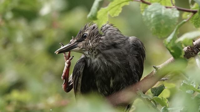 A juvenile starling on a branch, facing left, preening, with its right orange foot raised, scratching its beak. It looks like a young dinosaur.