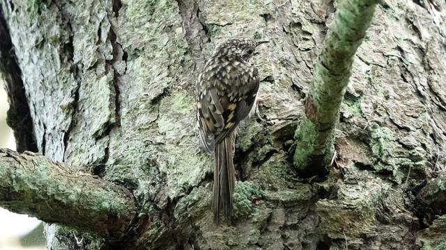 A tree creeper bird resting vertically against a lichen covered tree. The bird's brown and beige plumage camouflages it against the tree bark.