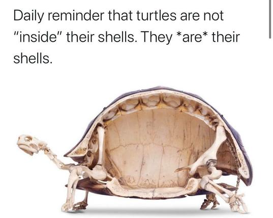 A septia-colored photo of a cross-section of a tortoise, cut from front to back, facing to the left, and prepared to show only the shell and skeleton. (No organs, muscles, etc.) It's obvious that it doesn't "wear" its shell, like in Looney Tunes cartoons. Tortoises can't just "take off" their shells like a jacket or, pardon the pun, a turtleneck sweater.  :)

Instead, they have thick vertical bone structures attached to the inner dome of the shell which supports and elevates the shell off the ground at two points near the "shoulders" & "hips". A bone and/or cartilage plate runs underneath the tortoise, also stretching between the "shoulder" & "hip" bones from the bottom,. The outer shell attached to the bottom of it. The legs have little elbows in the front and knobby knees in the back, and each are made up of three bones (similar to human arms and legs). This tortoise appears to have four toes on each foot.

The bones of the neck & head are also attached to the "shoulders" (but they're not cross-cut like the rest of the animal). It's looking off to the left but it's also keeping that one eye on you too, as if it were asking if you have any lettuce you'd like to share. I actually have a pet tortoise and I'm familiar with this look lol.

The caption says:
Here's your daily reminder that turtles are not "inside" their shells. They *are* their shells.

(Fun fact: if it mostly lives in the water we call it a turtle but if it lives mostly on land then we call it a tortoise.)