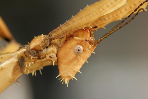 macrophotographie-les-insectes-sont-des-aliens-8-phasme-epineux