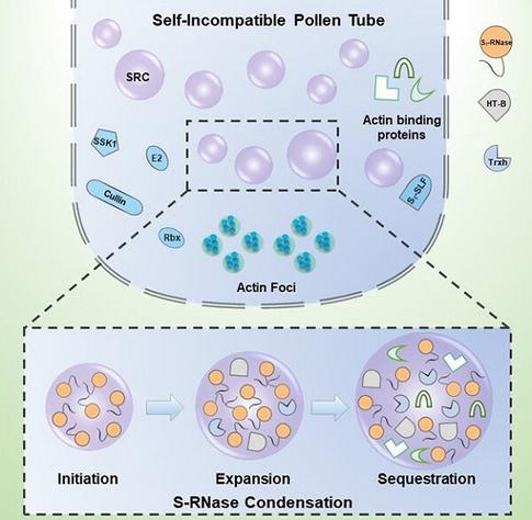 Diagram illustrating the process of S-RNase phase separation (initiation, expansion, and sequestration) in the cytoplasm of a self-incompatible pollen tube, and the role of other factors including S-RNase condensates acting on actin binding proteins and the actin polymerization factor PhABRACL.