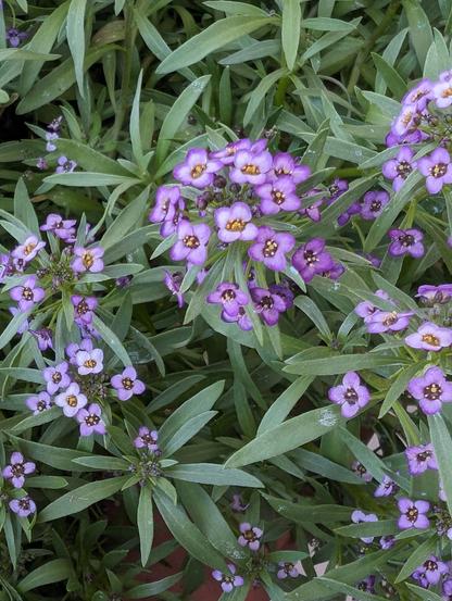 A close-up of purple alyssum flowers. The flowers have 4 petals around a yellow centre, they are in groups on the ends of stems and have thin, long leaves.
