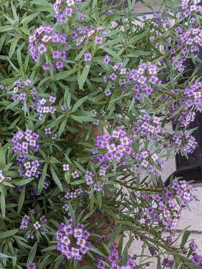 A photo of purple alyssum flowers. In the background there is part of a wall and window sill which shows the size of the flowers.