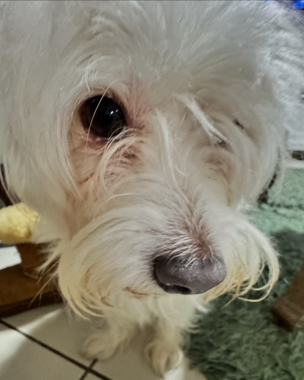 Close up of Rockets face especially his snoz, looking at the camera.
