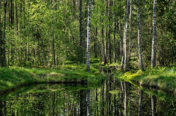 A lush northern forest landscape with water in the foreground. Image from Mustoja Nature Park in Estonia (by Amadvr, Wikimedia Commons, CC-ASA 3.0 Estonia).