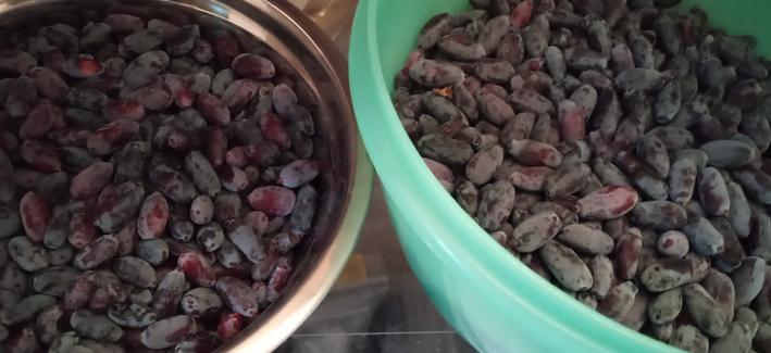 Two bowls full of berries. The berries are long and blue, like a stretched blueberry. There's enough for several pies or preserves