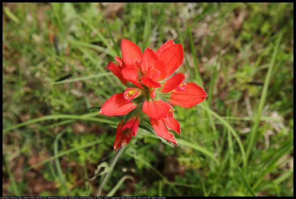 Castilleja indivisa (also called Indian Paintbrush) was blooming in a tiny prairie remnant in Norman, Oklahoma, United States on May 4, 2024.